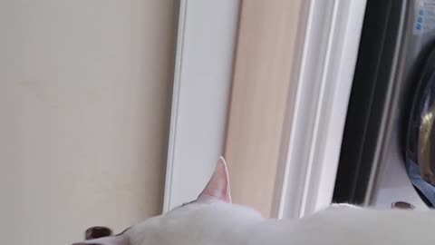 A cat that wakes up at the sound of popularity