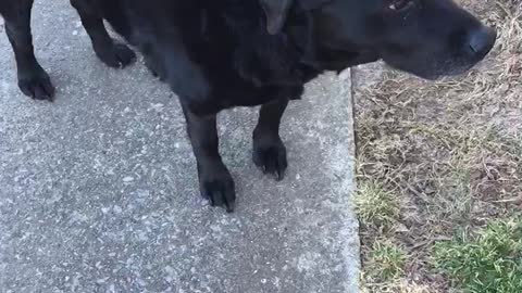 Older black lab is good girl