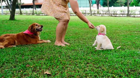 Playing with puppy at park.