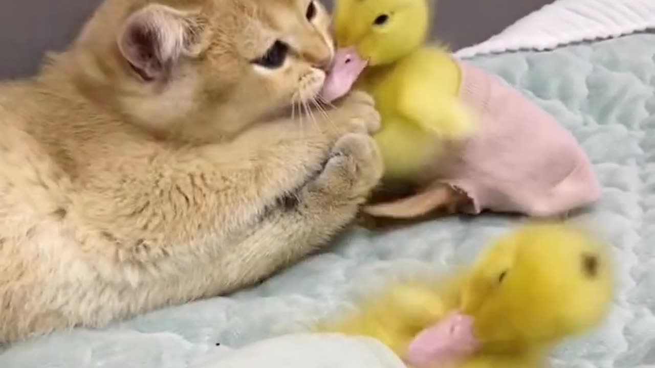 Funny cats video playing with the duck babies