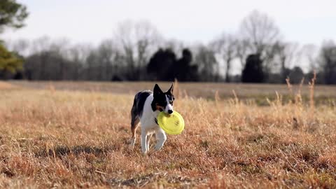 Cachorro lindo brincando no Campo