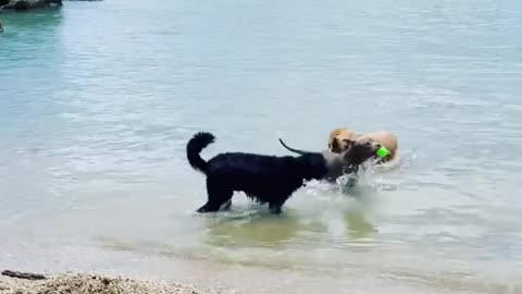 playing on the bank of river with pet