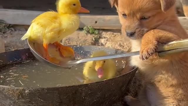 Cute Dog