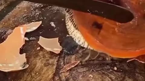 Fish cutting