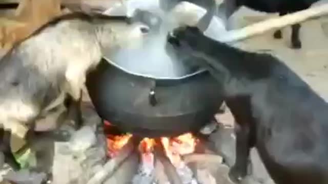 Nigeria goat eating hot food on fire