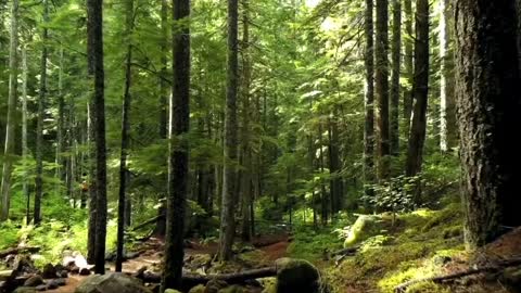 Nature Meditation Video With Calming Music