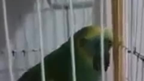 parrot and famous singer song