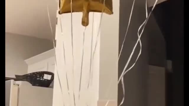 This cat must've watched the movie