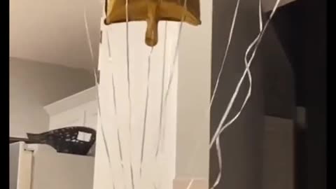 This cat must've watched the movie