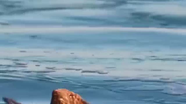 The world of wild animals