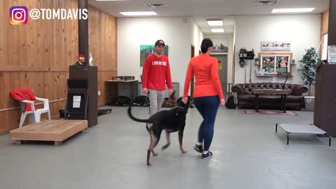 Having trouble with your dog? watch this simple dog training tips video.