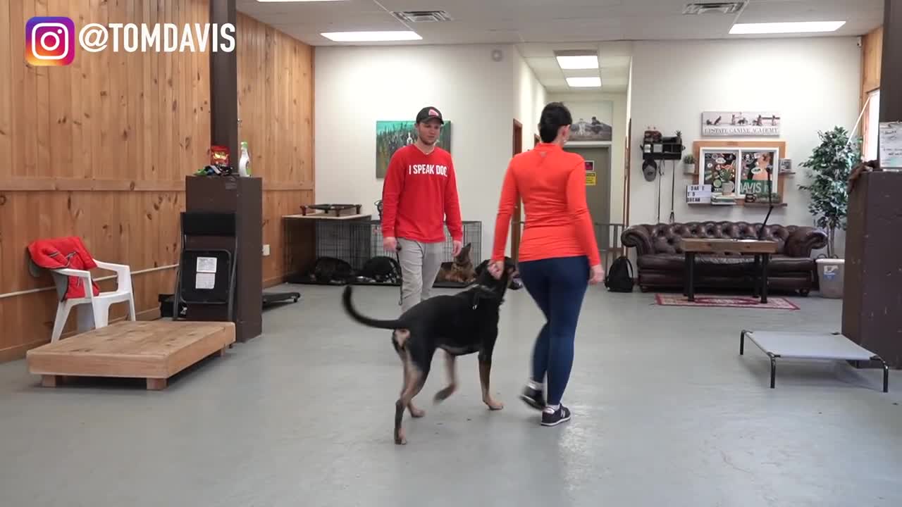 Having trouble with your dog? watch this simple dog training tips video.