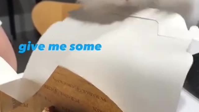 Give me some 😂#shorts #cat #funnycats