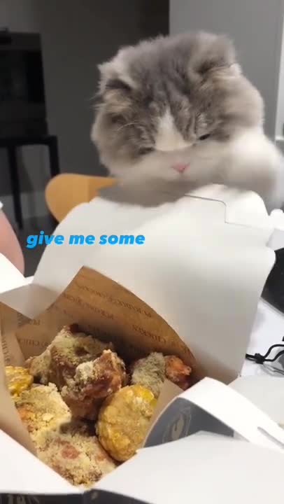 Give me some 😂#shorts #cat #funnycats