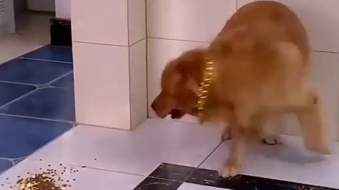 Watch the dog's reaction