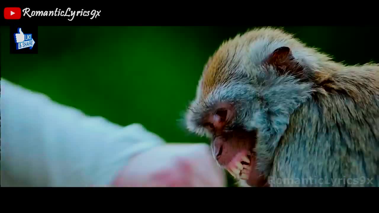 monkey funny video Akshay kumar comedy with monkey