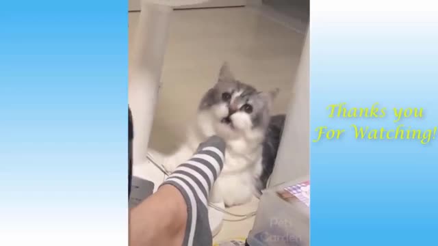 funny cat