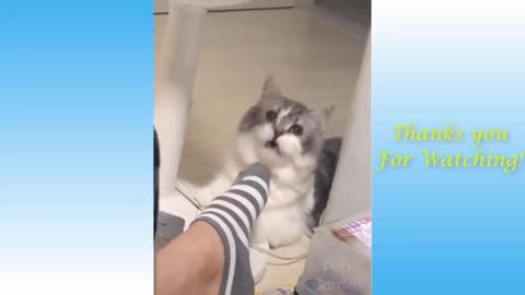 funny cat