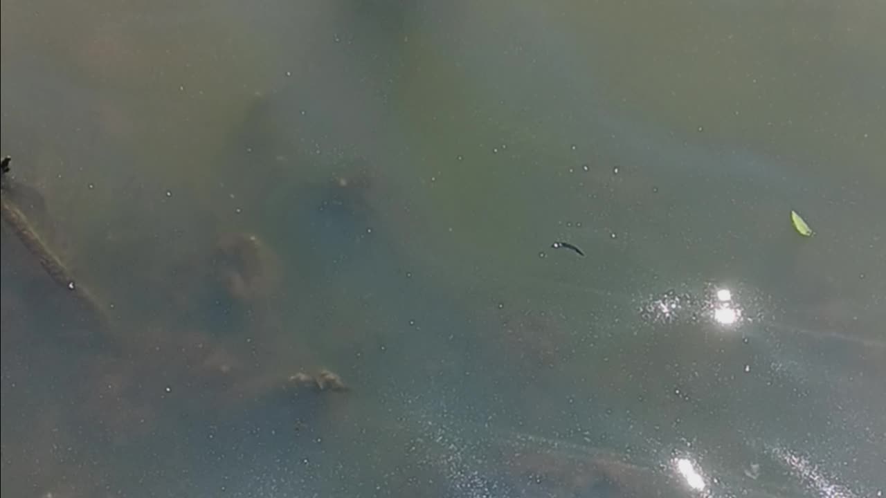 Bluegill on bread