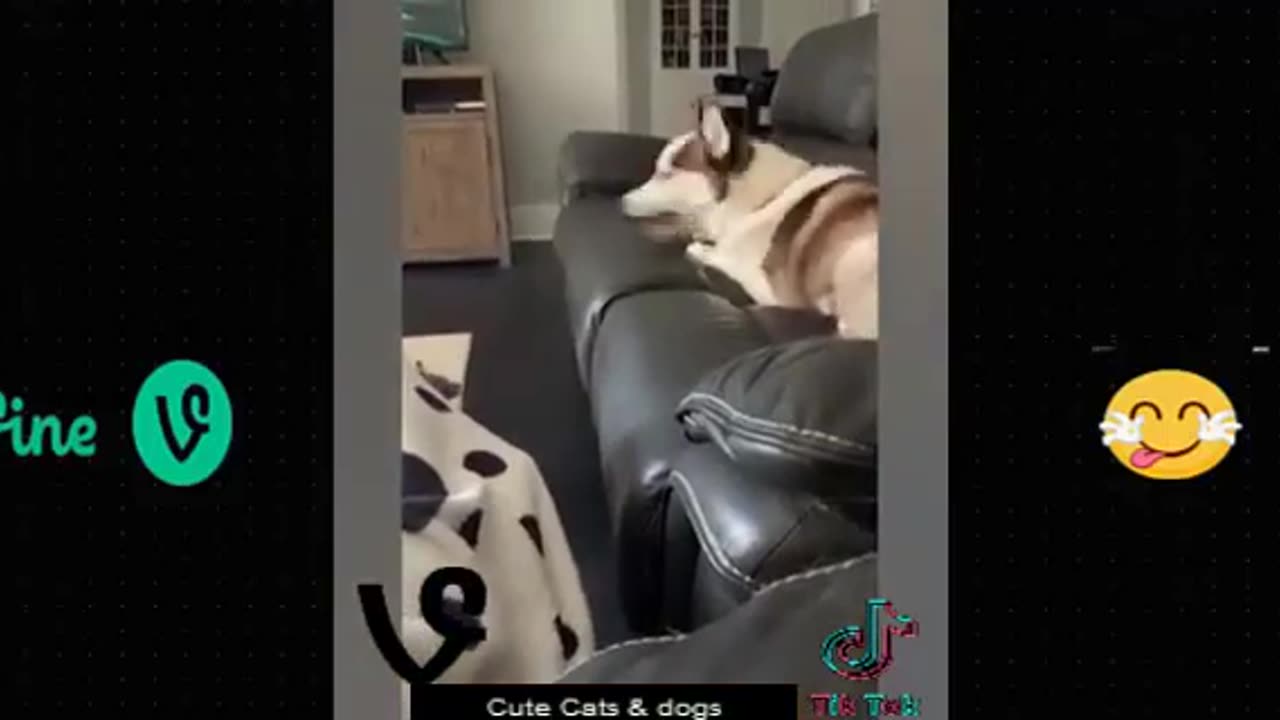 Best Funny Animal Videos Of The 2023 π€£ - Funniest Cats And Dogs Videos πΊπππΆ Funny cat & dog videos π