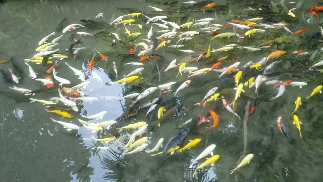 Bank of exotic Koi fish swimming in an ornamental pond