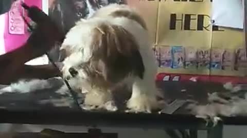 Puppies haircut