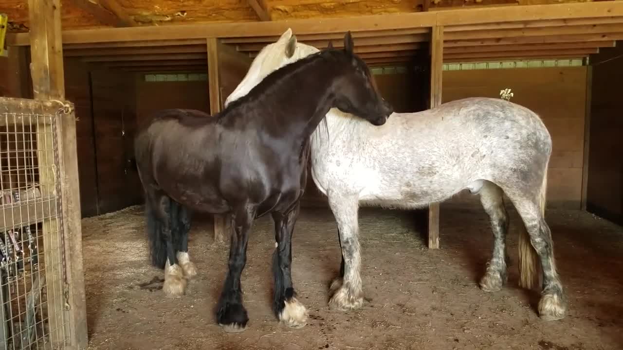 Beautiful horses calmly & lovingly grom each other