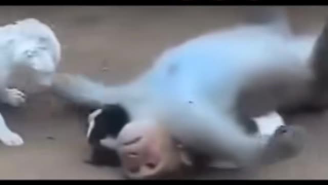 Crazy monkey playing with dogs