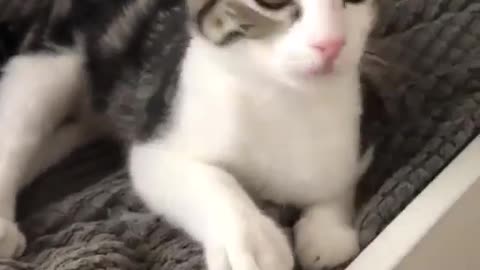 Cat cat chat 🐈🐈