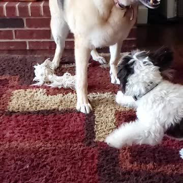 German Shepherd versus Maltipoo