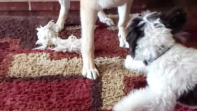 German Shepherd versus Maltipoo