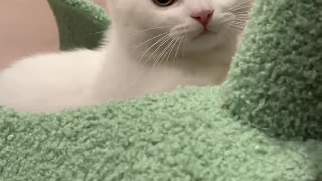 Cute Cats and Funny Animals Compilation