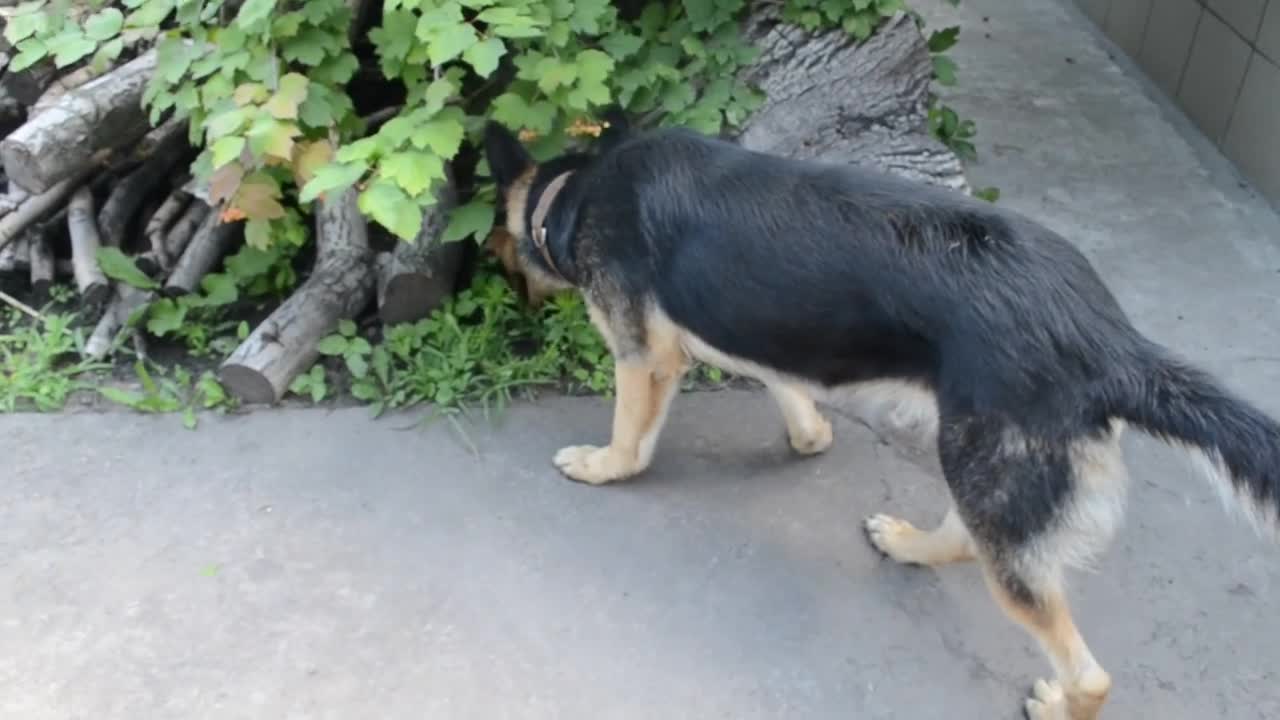 The puppy plays with the cat and the big dog is in control