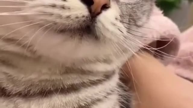 Funny cute cat