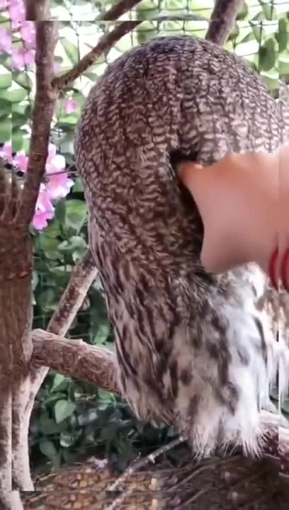 Owl turns head 180