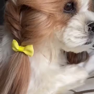 beautiful funny best dog