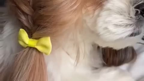beautiful funny best dog