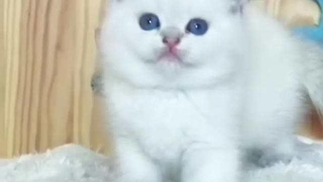 The reason why cats are so obsessed