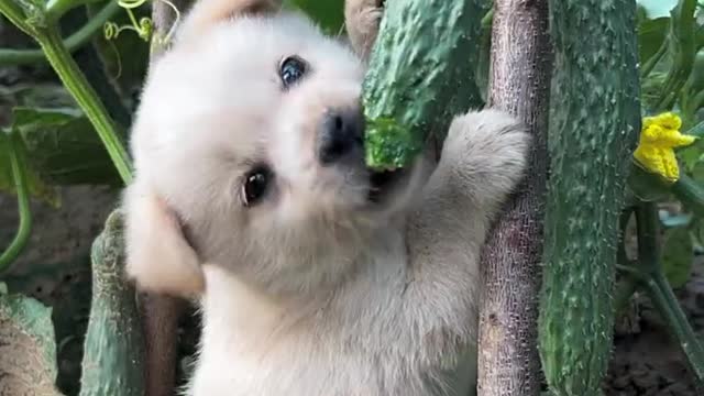 There is a dog stealing cucumbers in the garden