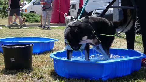 A Dog has a Bath of Water on a Dog's Festival in Hot Summer Day