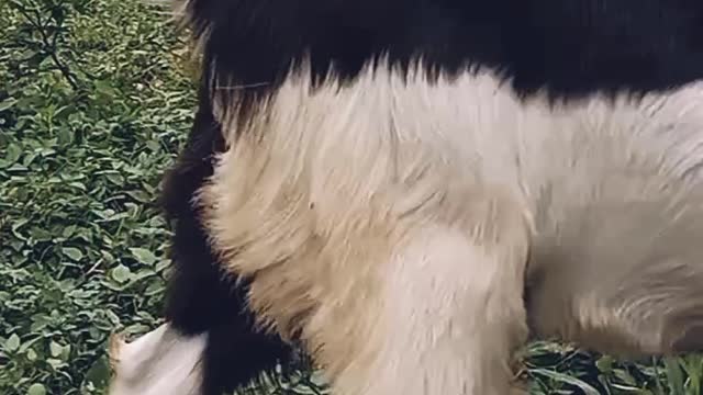 GOAT