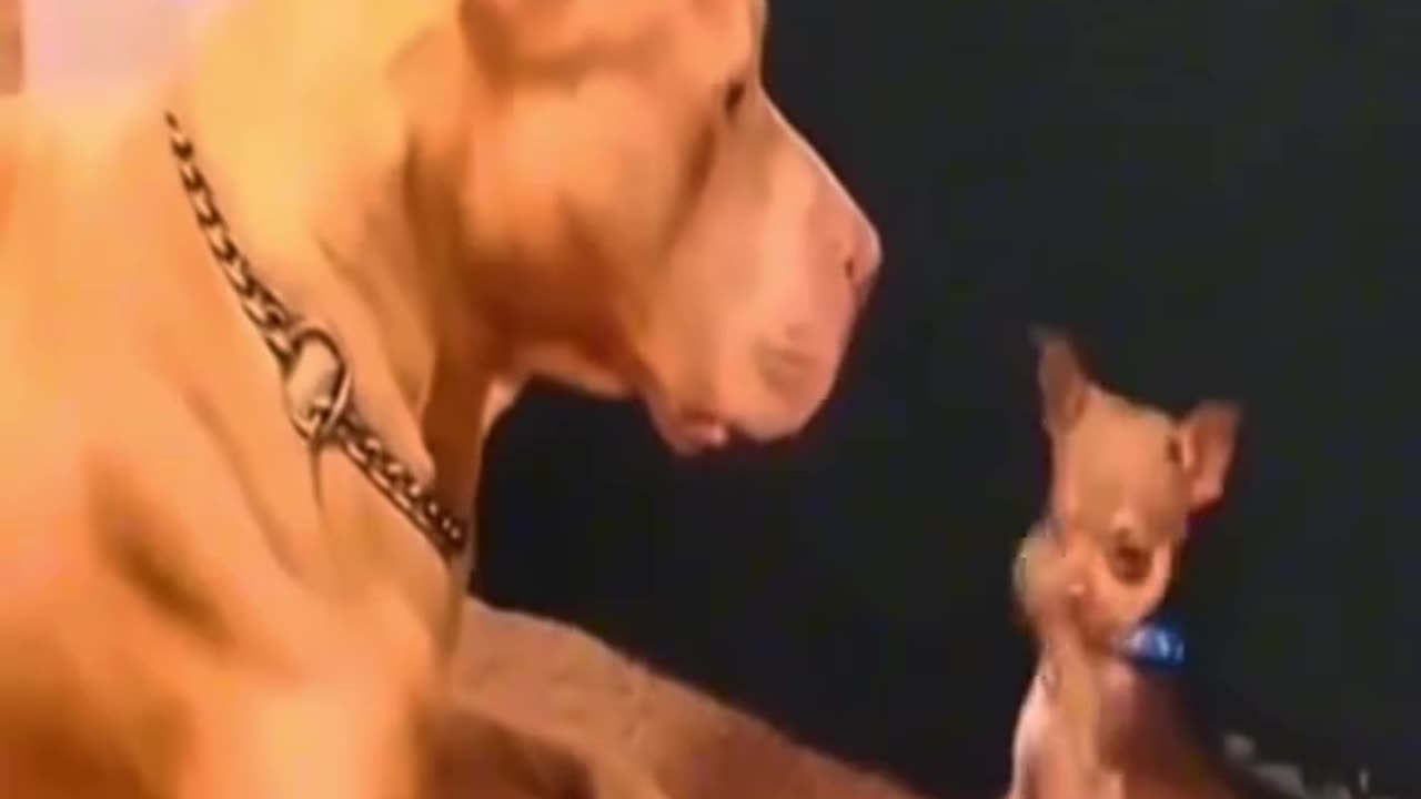 Animal funny video 😂😂