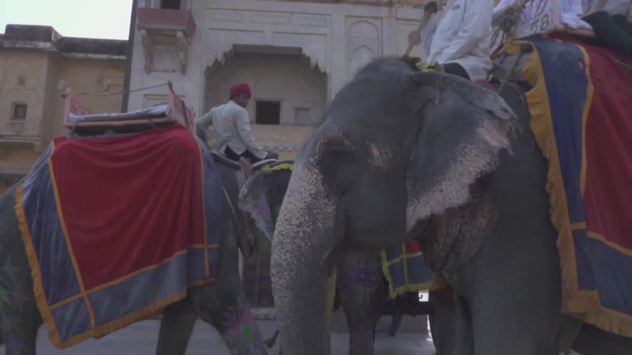 Amer Fort Jaipur Rajasthan India 23 Elephants