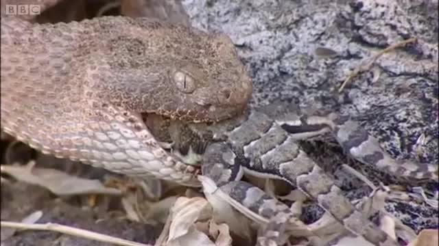 Rattlesnake Eating a Lizard Part 2 | Deep into the Wild | BBC Earth