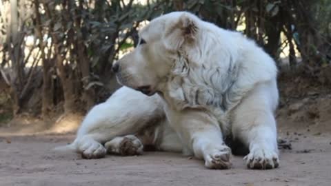 Beautiful Big Dog in pakistan