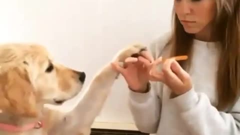 Dog's funny reaction