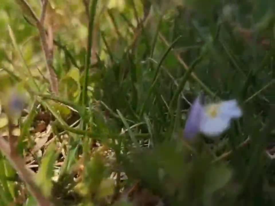 Plant your own flowers and love your own universe