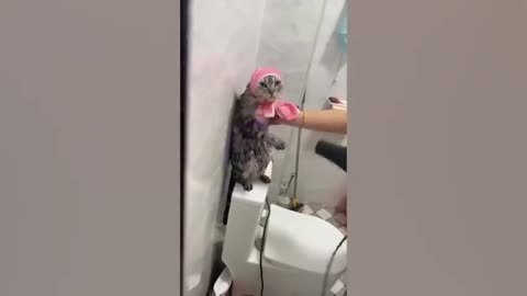 funny video cats, dogs,