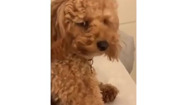 Funny video 54