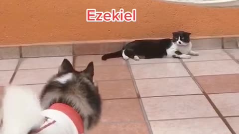 cat & dogs funny video clip #7